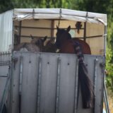 Zwei Pferde werden am 04.07.2014 auf einer Autobahn in einem Anhänger transportiert.