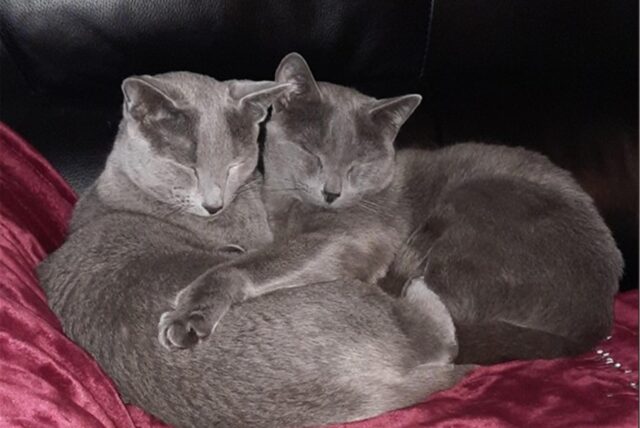 Unsere Leserinnen und Leser aus Castrop-Rauxel haben ihre schönsten Katzenfotos an die Redaktion geschickt.