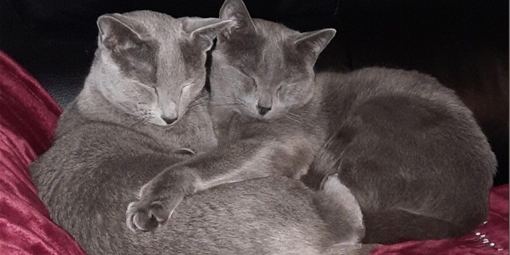 Viele Fotos zum Weltkatzentag: Castrop-Rauxels schönste Fellnasen