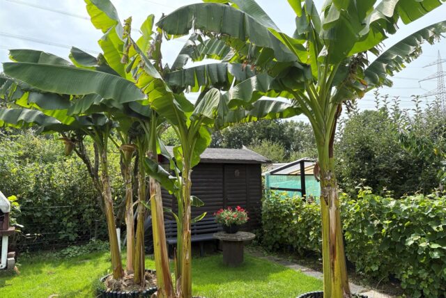 Mehrere sattgrüne Bananenstauden im Garten eines Kleingarten-Mitglieds, einige mit Blüten und kleinen Bananenfrüchten, in einer gepflegten Gartenumgebung.