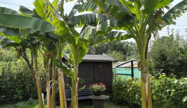 Im Kleingärtnerverein Deininghausen reifen jetzt Bananen