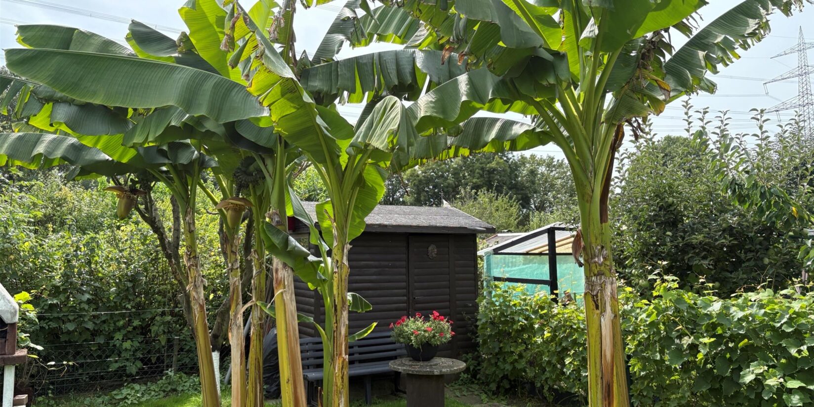 Im Kleingärtnerverein Deininghausen reifen jetzt Bananen