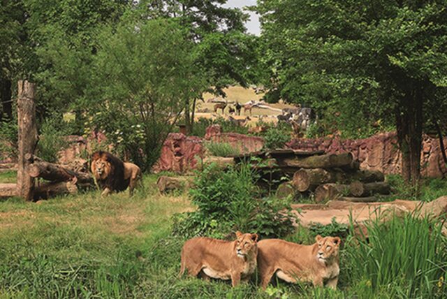 Löwen in einer Erlebniswelt im Gelsenkirchener Zoom-Zoo.