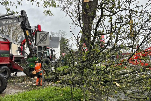 Im Stadtbezirk Eving müssen einige kranke Bäume gefällt werden.