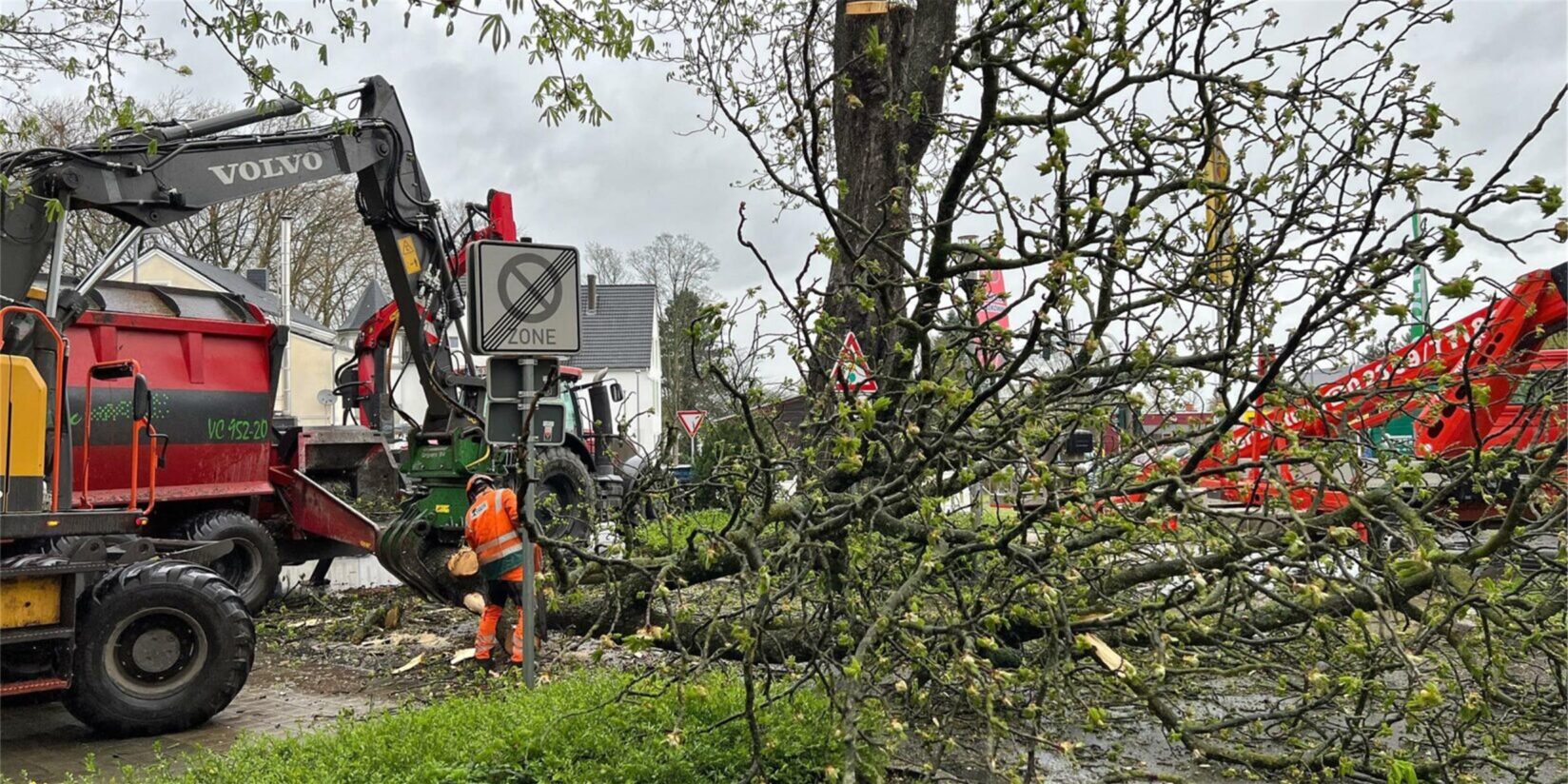 Grünflächenamt entfernt kranke und morsche Bäume