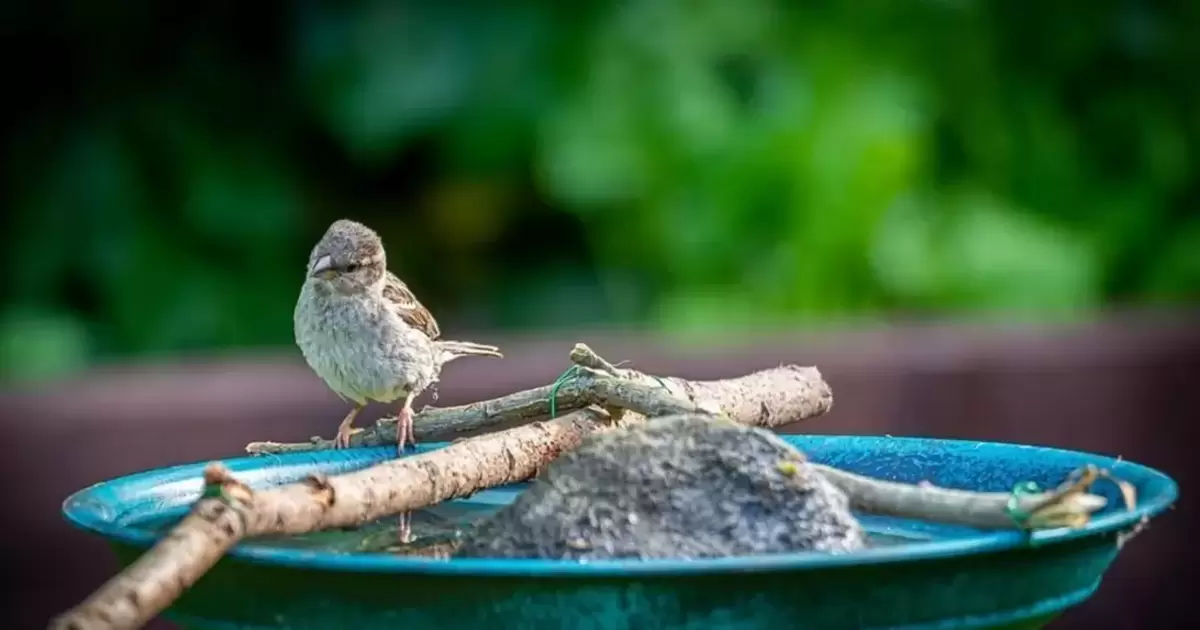 Klima-Challenge: Stadt prämiert Vogeltränken - Wörth