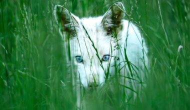 Bayern: Weißer Fuchs mit blauen Augen bei München entdeckt | News