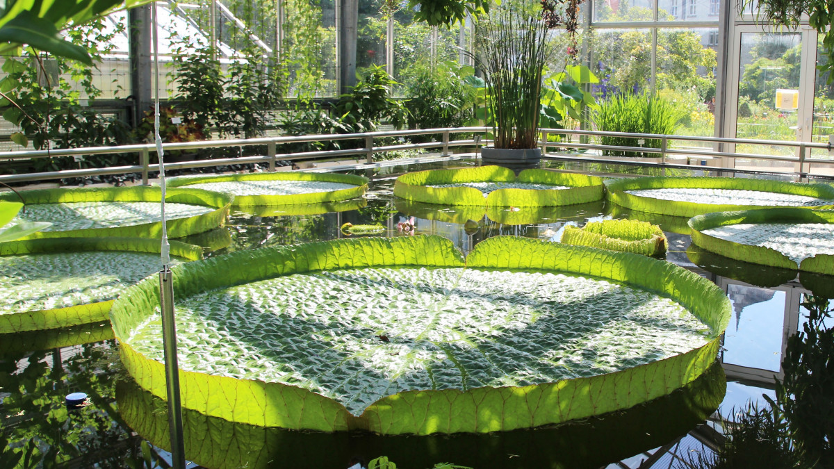 Braunschweig: Gigantische Seerose blüht im Botanischen Garten