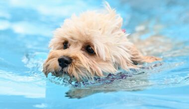 Hundebaden in zwei Berliner Freibädern am Ende der Saison