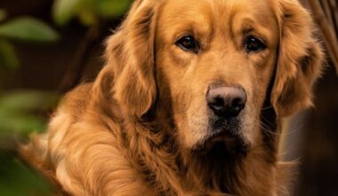 Möhre in Vagina: Golden Retriever sexuell misshandelt