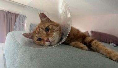 Reisefreudiger Kater Beppo ist verletzt