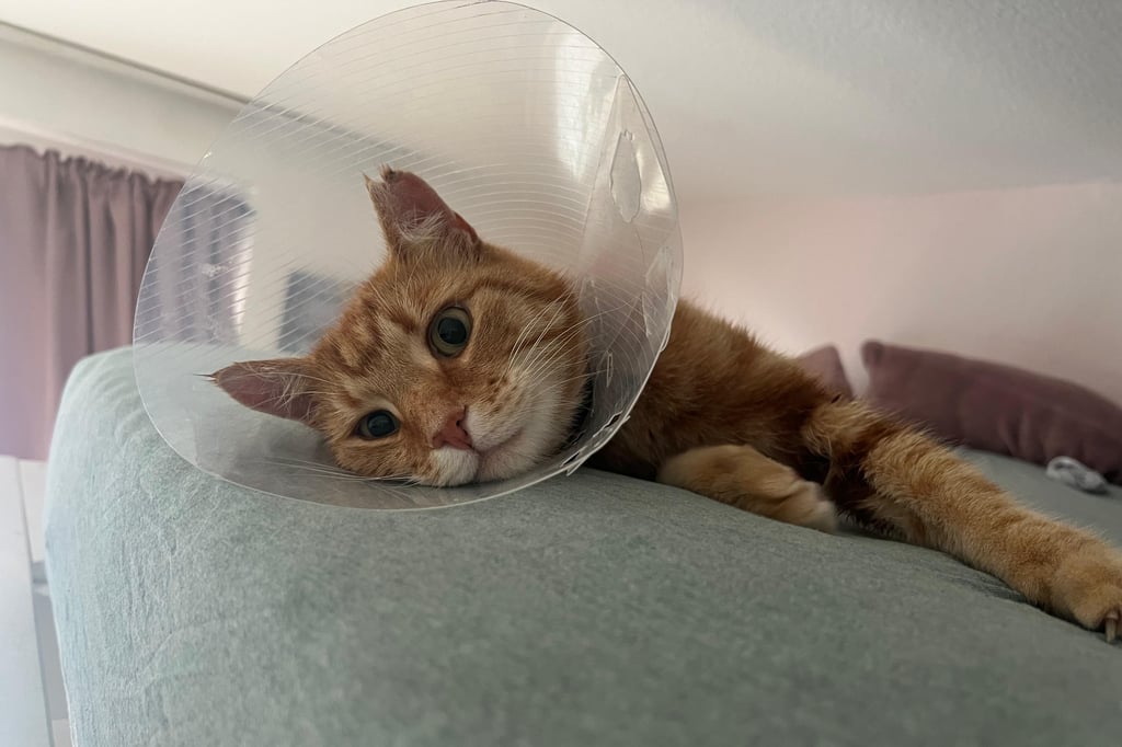 Reisefreudiger Kater Beppo ist verletzt