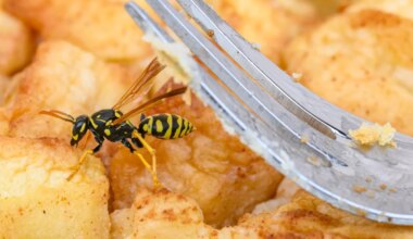 Tiere - Wespenalarm beim Essen - Tipps für entspannte Mahlzeiten - Wissen