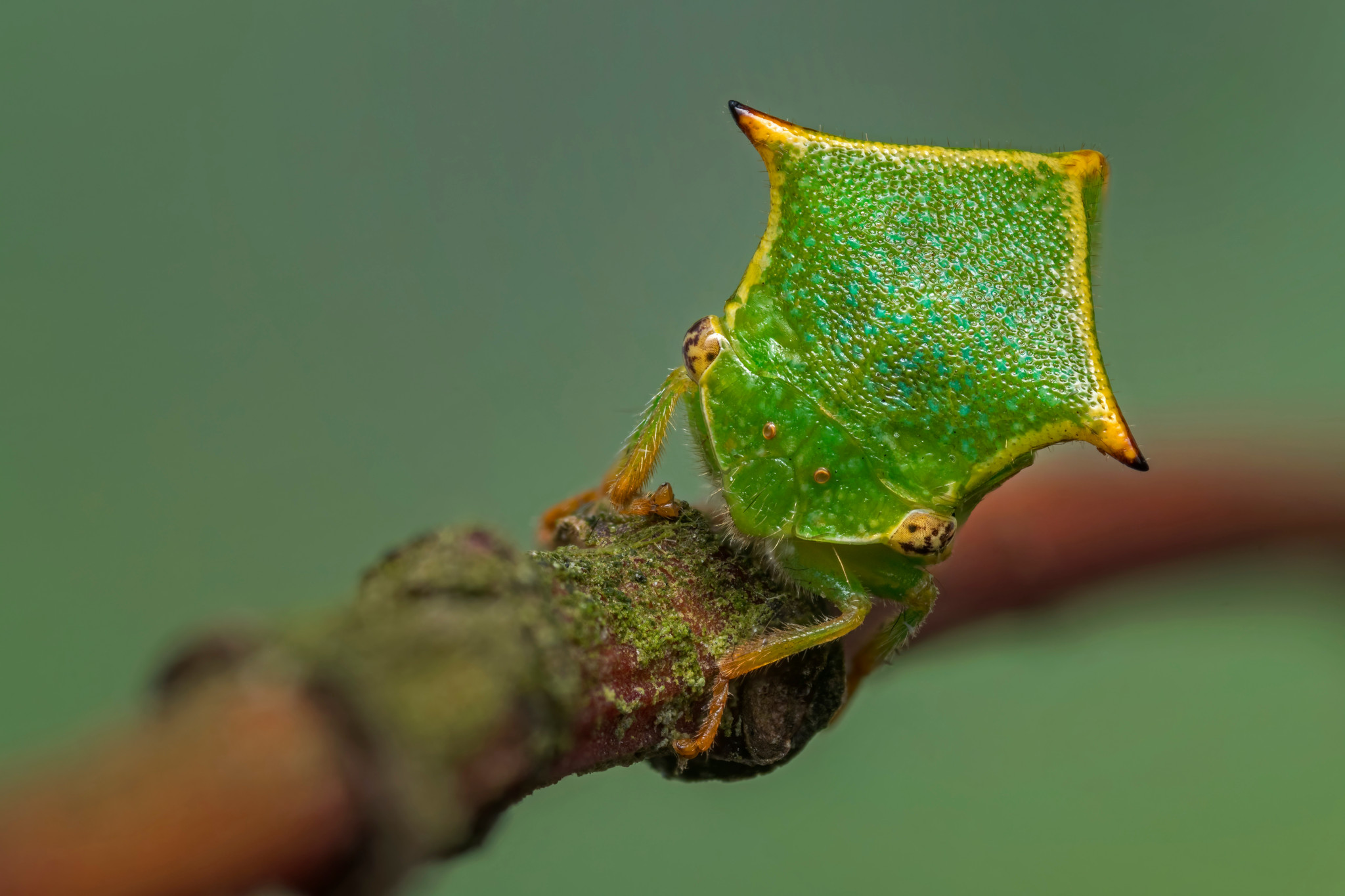Nahaufnahme eines grünen Blatthornkäfers mit einem leuchtend gelben Rand auf einem Ast, vor unscharfem Hintergrund.