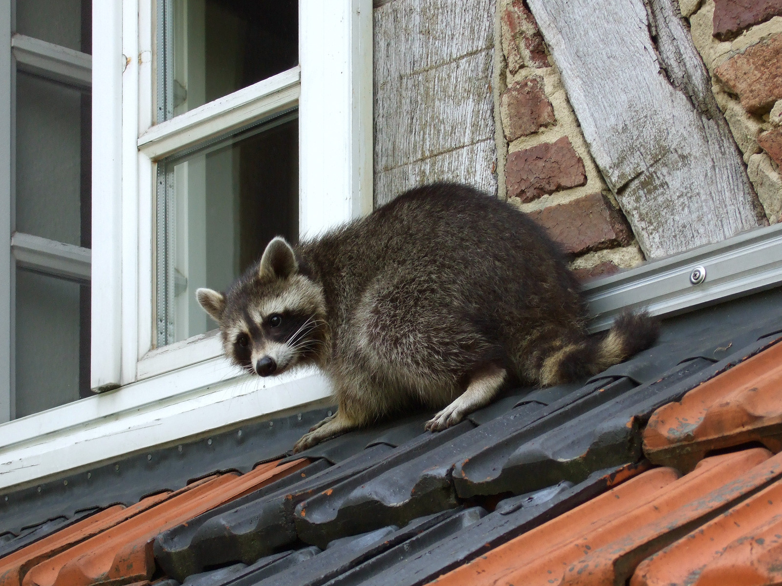 Ein Waschbär sitzt am frühen Morgen auf einem Ziegeldach neben einem Fenster eines Wohnhauses.