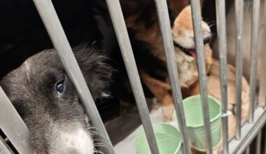 Augsburger Zöllner stoppen Tiertransport mit 45 Hunden auf der A8