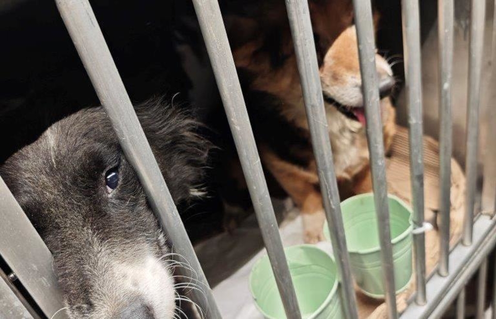 Augsburger Zöllner stoppen Tiertransport mit 45 Hunden auf der A8