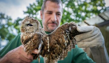 Bielefeld: Vom Käfig in die Natur: Wie Tierpfleger Greifvögel retten