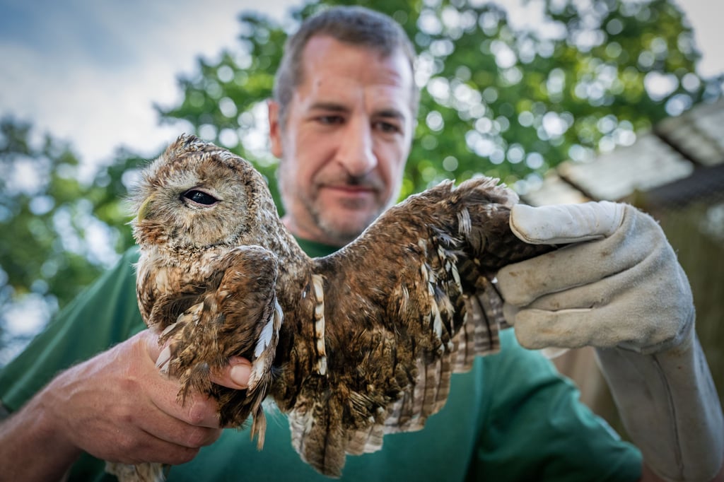 Bielefeld: Vom Käfig in die Natur: Wie Tierpfleger Greifvögel retten