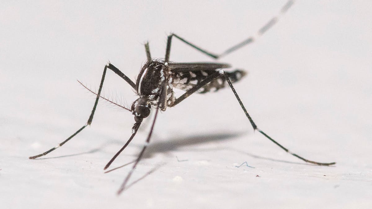 Tigermücke: Luxemburg überwacht Ausbreitung gefährlicher Stechmücke
