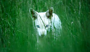 Weißer Rotfuchs im Landkreis München entdeckt - Landkreis München
