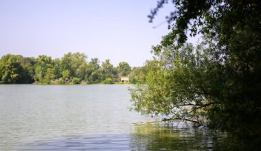 Badeseen in Niedersachsen wegen Blaualgen gesperrt