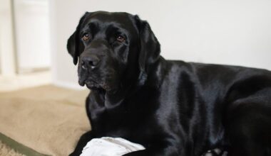 Einschätzung aus UK - Tierarzt sagt, welche fünf Hunderassen er niemals halten würde