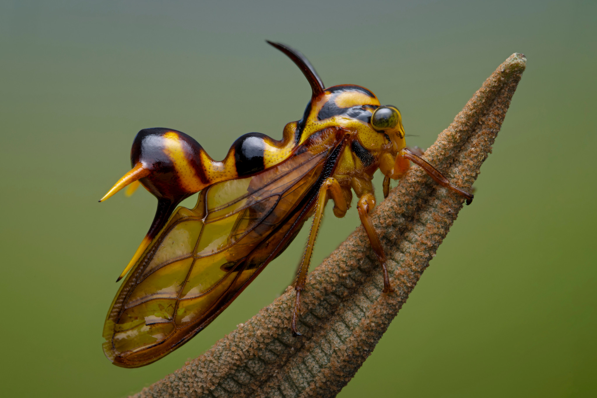 Nahaufnahme eines gelbbraunen Insekts mit durchsichtigen Flügeln und einer stacheligen Rückenstruktur auf einem Pflanzenstängel.