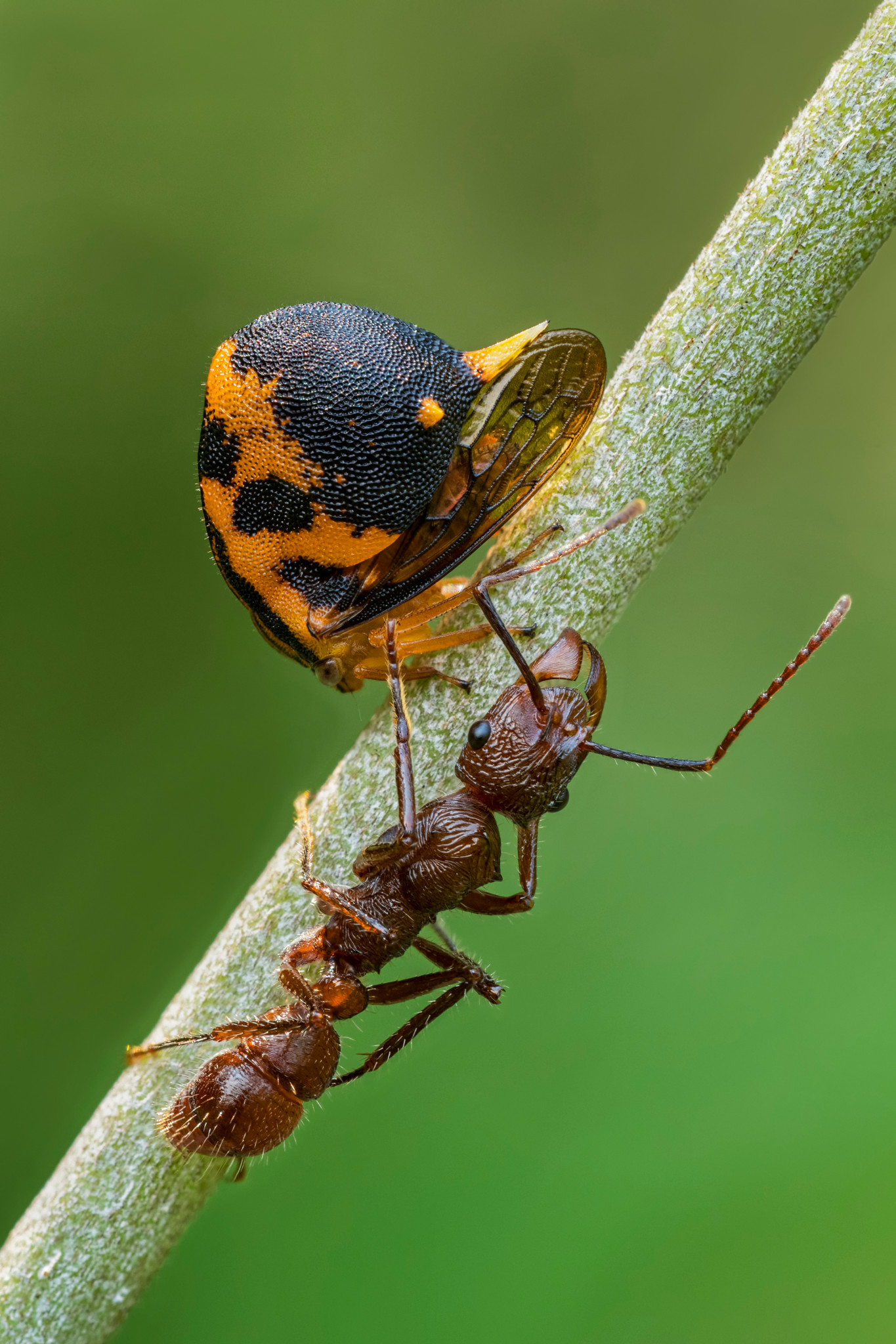 Ameise trägt eine bunte Käferlarve auf einem Ast in der Natur, Nahaufnahme auf grünem Hintergrund.
