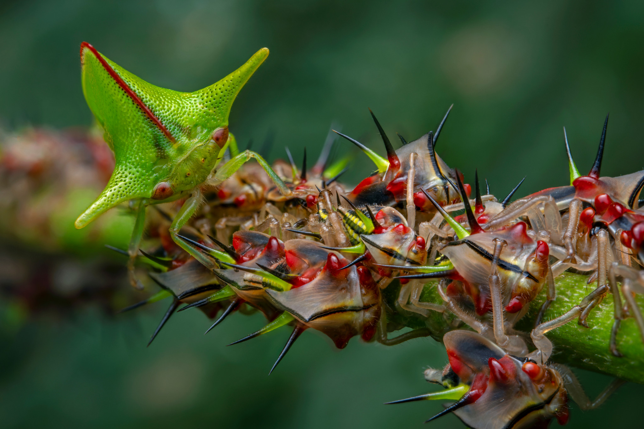 Naheaufnahme eines grünen Thorn Bug auf einem stacheligen Ast mit mehreren rötlichen Käfern.