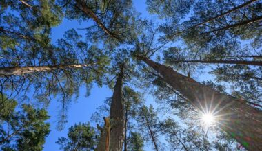 Berlin & Brandenburg: Sonne am Wochenende – Waldbrandgefahr bleibt hoch