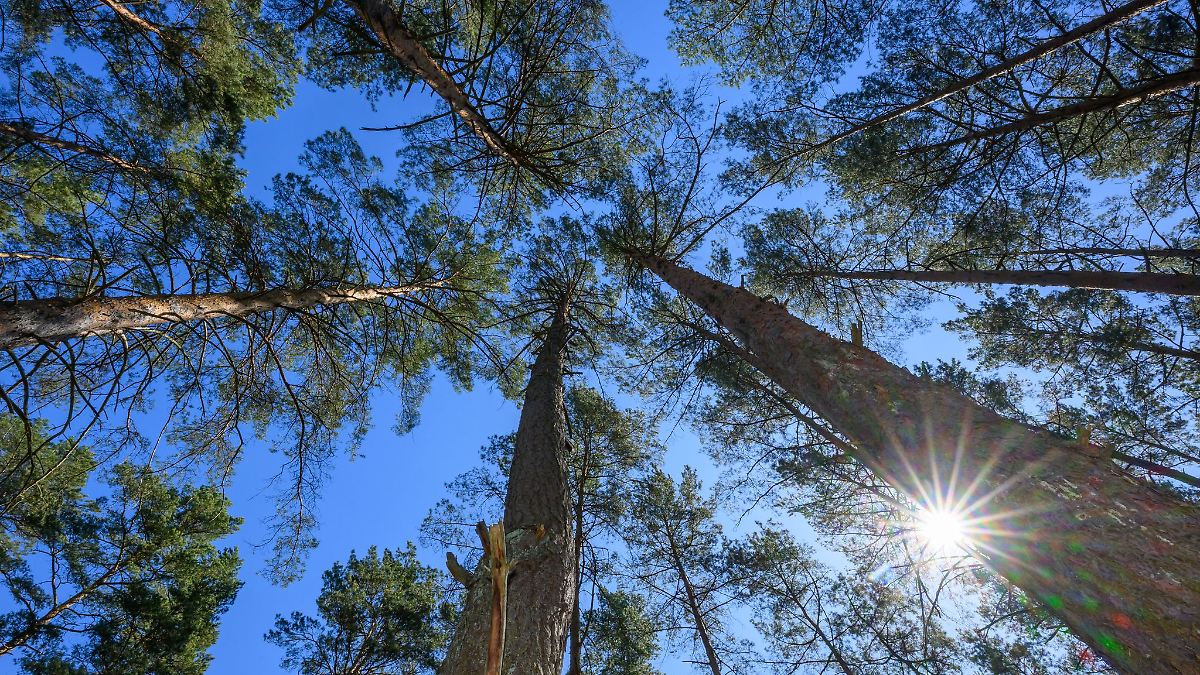 Berlin & Brandenburg: Sonne am Wochenende – Waldbrandgefahr bleibt hoch