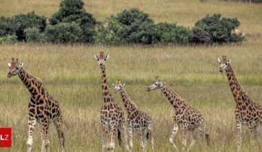 Es gibt nun offiziell vier verschiedene Giraffenarten