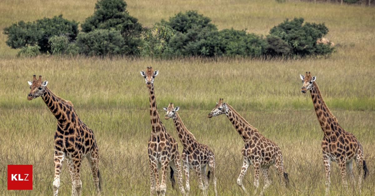 Es gibt nun offiziell vier verschiedene Giraffenarten