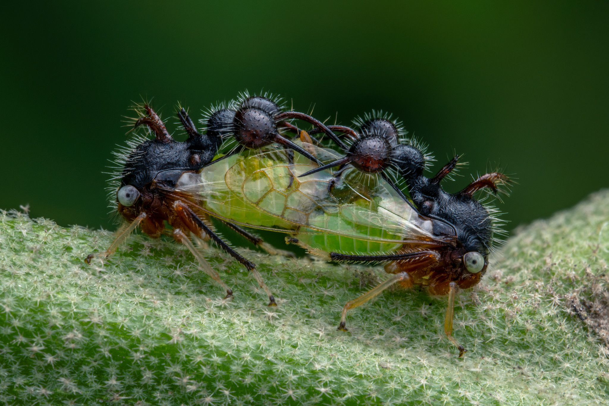 Zwei schwarze Insekten mit stacheligen Körpern und durchsichtigen grünen Flügeln stehen Kopf an Kopf auf einer behaarten Pflanze.