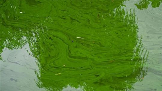 Giftige Blaualgen am Stadtparksee in Hamburg-Nord entdeckt