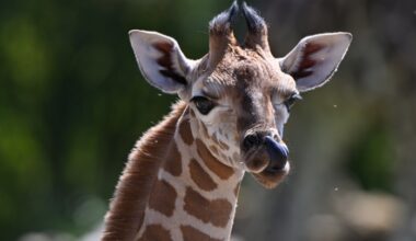 Giraffe im Porträt.
