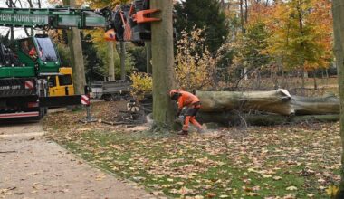 Stadt muss 140 Bäume im Stadtgebiet fällen