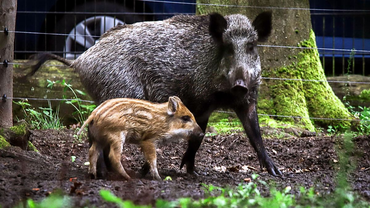 Berlin & Brandenburg: "Amy Schweinhouse": Berliner Wildschweine getauft