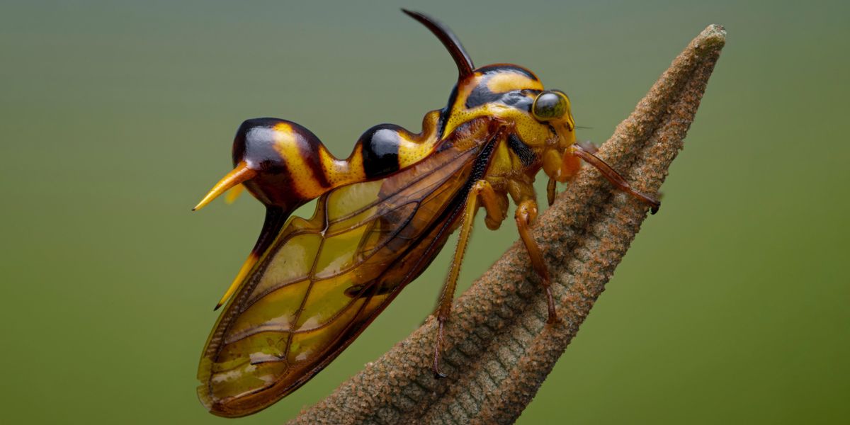 Buckelzikaden: Naturfotograf Thomas Marent zeigt seine spektakulären Bilder der Insekten