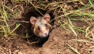 Niedersachsen & Bremen: Viele heimische Säugetiere sind gefährdet oder ausgestorben
