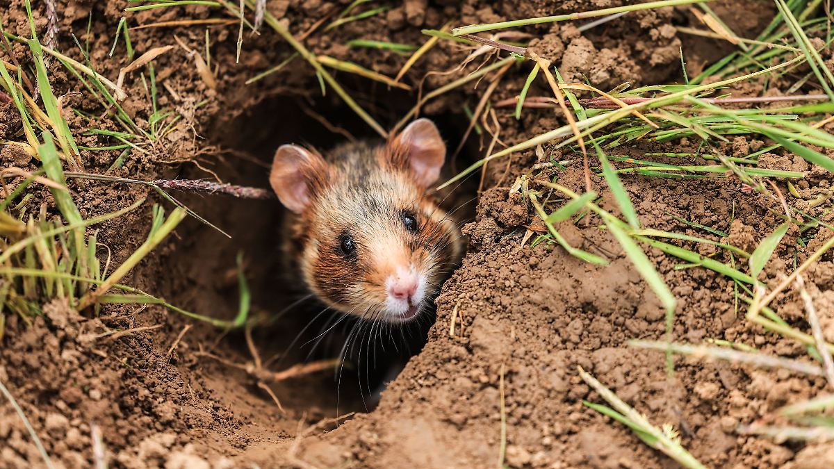 Niedersachsen & Bremen: Viele heimische Säugetiere sind gefährdet oder ausgestorben