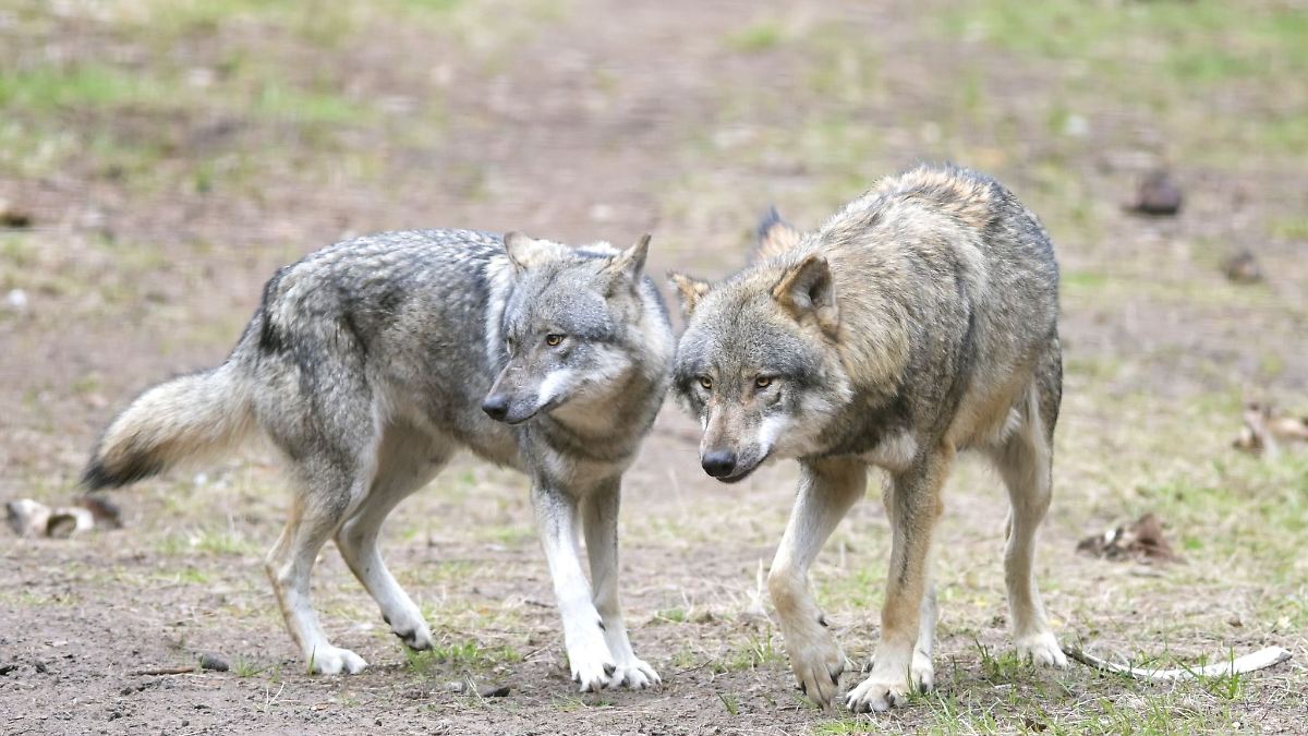 Niedersachsen & Bremen: Verwaister Wolfswelpe kommt ins Wolfcenter Dörverden