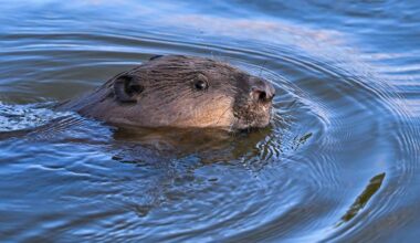 Berlin & Brandenburg: Biberbestand in Brandenburg springt auf über 4.000 Tiere