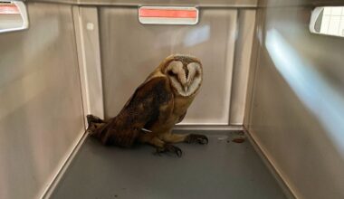 Niedersachsen & Bremen: Feuerwehr rettet Schleiereule aus Schornsteinrohr