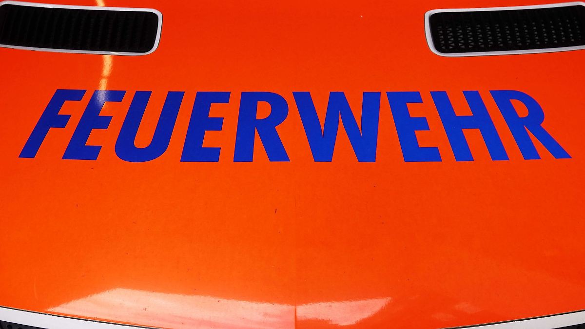 Hamburg & Schleswig-Holstein: "Leblose Katze" erweist sich als schlafender Waschbär