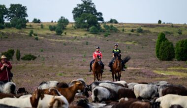 Niedersachsen & Bremen: Reiter wachen wieder über Lüneburger Heide