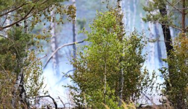 Berlin & Brandenburg: Löscharbeiten bei Waldbrand bei Bernau dauern an