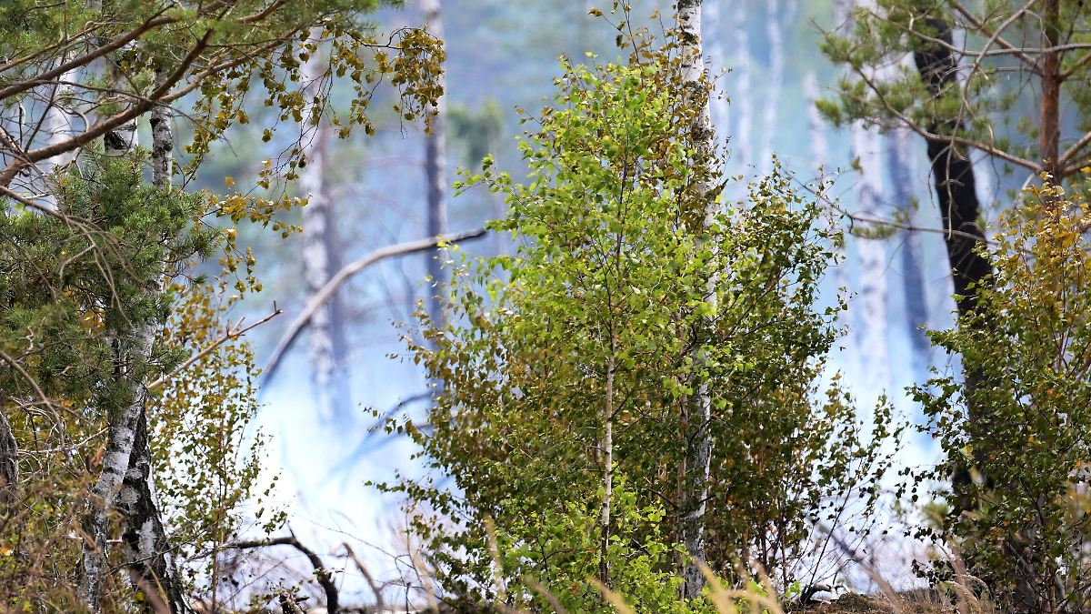 Berlin & Brandenburg: Löscharbeiten bei Waldbrand bei Bernau dauern an