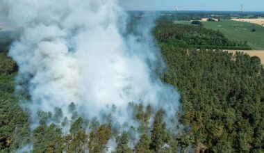 Berlin & Brandenburg: Waldbrandgefahr in Brandenburg gering - steigt leicht